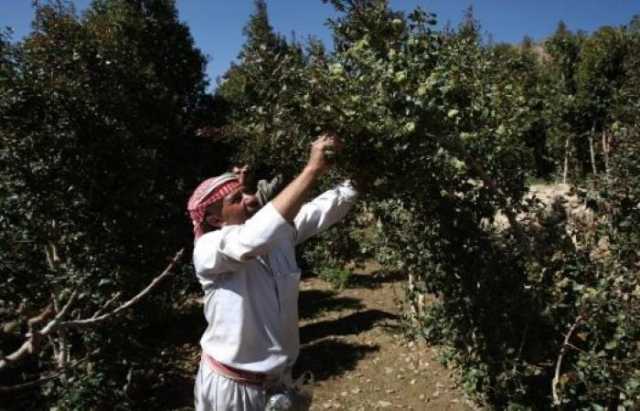 نبأ صادم لمزارعي القات في مناطق مليشيات الحوثي