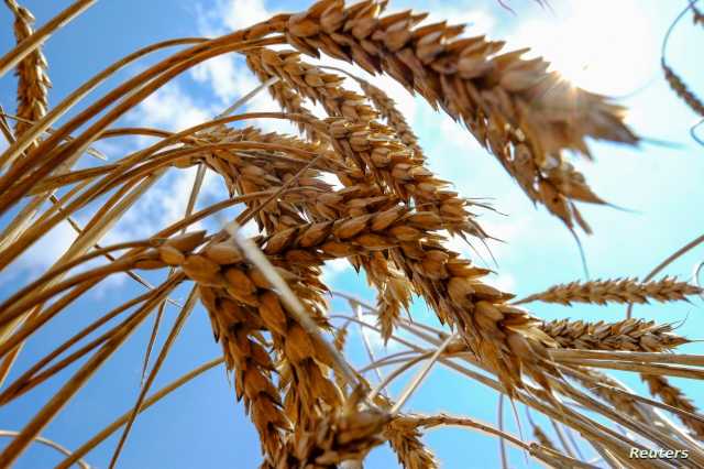 محصول أوكرانيا من القمح يتجاوز التوقعات لعام 2023