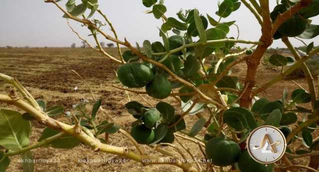 مسؤول الإغاثة بالأمم المتحدة يحذر من كارثة إقليمية مع استمرار الحرب في السودان