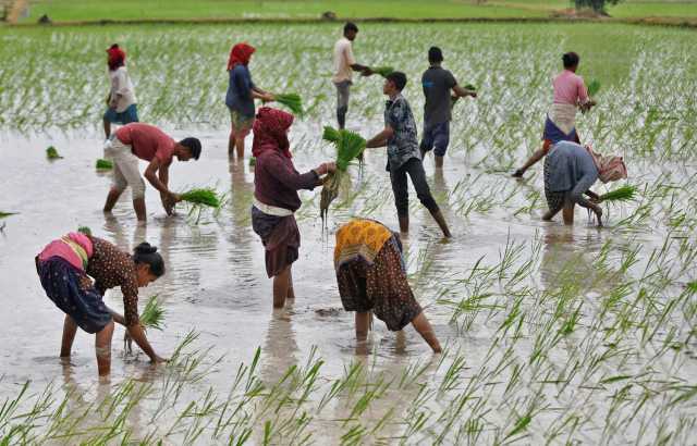 الهند تعتزم خفض الحد الأدنى لتصدير أرز بسمتي
