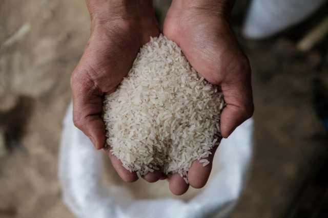 أسعار الأرز العالمية تصل إلى مستويات قياسية