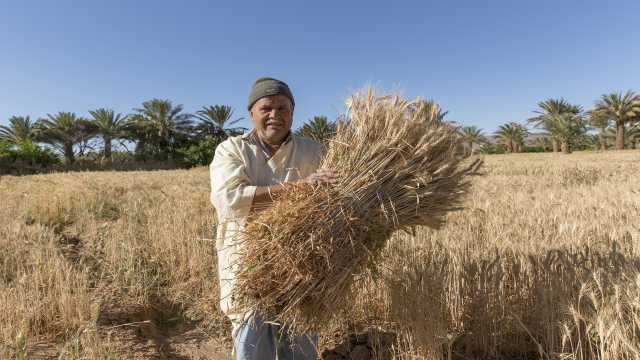 توقعات متفائلة حيال قطاع الزارعة المغربي