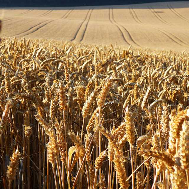 المغرب: سنستورد 2.5 مليون طن من القمح