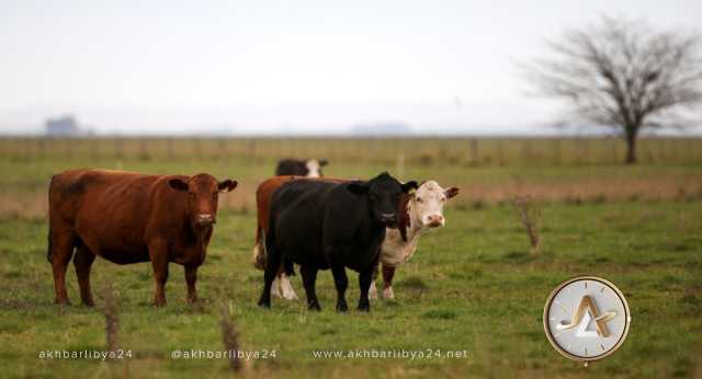 إدارة الثروة الحيوانية الجبل الأخضر تحصر أعداد الأبقار ومربيها المصابة بمرض الجلد العقدي 