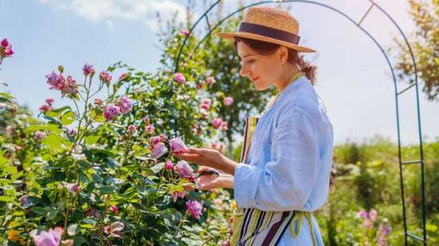 نصائح للعناية بالورود في حديقة المنزل