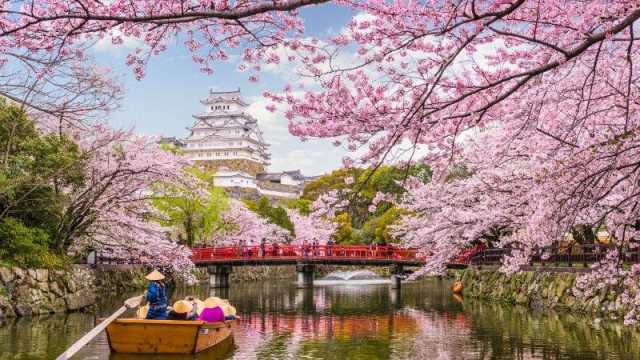 كيف تخطط لزيارة اليابان في موسم الساكورا ؟