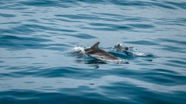 صغار الدلافين تسبح بجوار أمهاتها في سواحل جدة