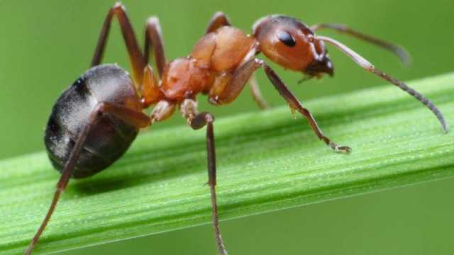 تفسير رؤية النمل في المنام للمتزوجة لكبار المفسرين