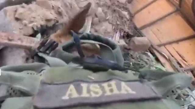 استفزازًا لمشاعر المسلمين.. جيش الاحتلال يطلق اسم عائشة على كلب عسكري!