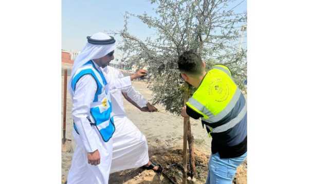 «بلدية أبوظبي» تنجز إعادة زراعة الأشجار المتضررة من الحالة الجوية