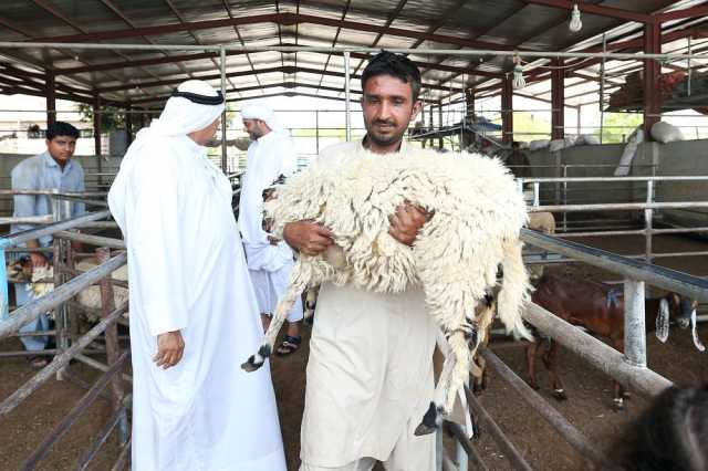 70 % نسبة زيادة الإقبال على شراء الأضاحي