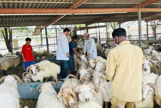 إرشادات وقائية عند شراء الأضاحي وذبحها