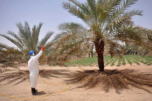 تعرفوا إلى وسائل حماية النخيل من «عنكبوت الغبار»؟