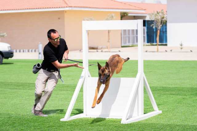 استعراض مهارات «K9» في الكشف عن المتفجرات والمخدرات