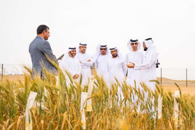 الزيودي: مزرعة القمح بمليحة قصة نجاح مهمة