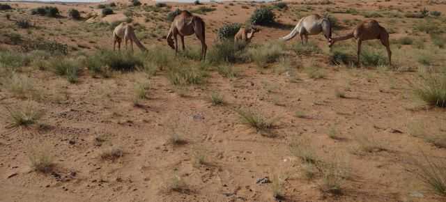 بدء موسم منع الرعي في أبوظبي غداً