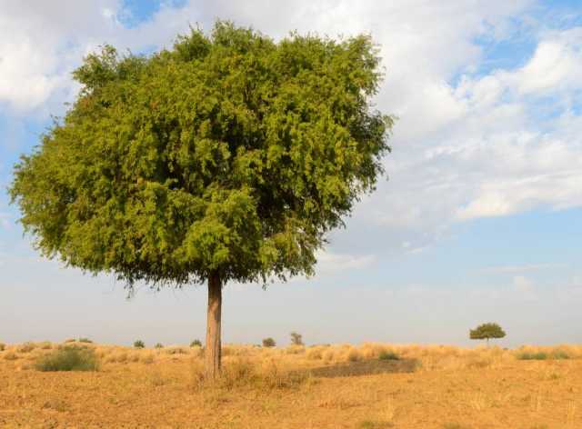 «بيئة أبوظبي» تطور نظاماً لتعزيز جودة الهواء