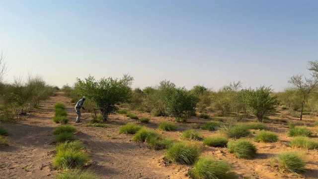 الرعي المستدام في الإمارات.. حماية للمراعي والموائل الطبيعية