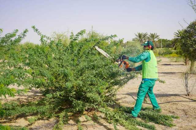 حملة لإزالة أشجار الغويف في مدينة زايد