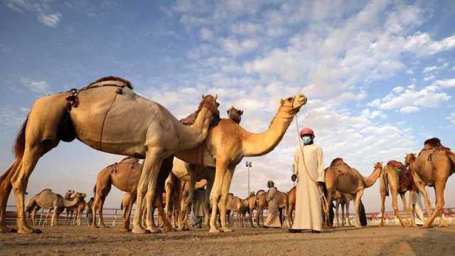 مهرجان الظفرة يكشف مواعيد محطات مزاينات الإبل