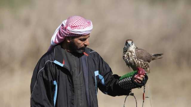 بدء موسم الصيد بالصقور من 20 أكتوبر حتى 20 يناير