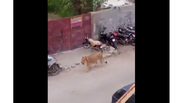 فيديو.. أسد يثير الذكر في كراتشي الباكستانية
