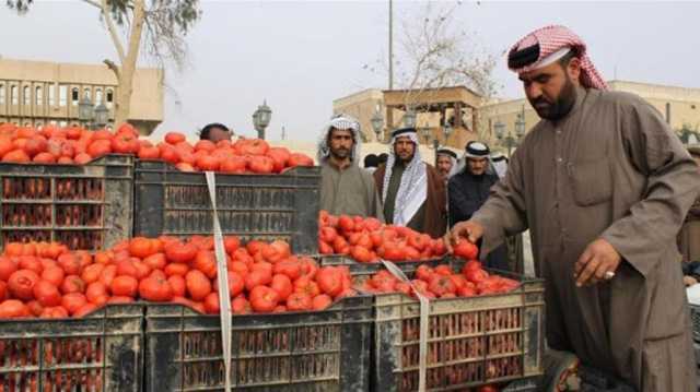 الجمعيات الفلاحية في البصرة:استيراد الطماطم الإيرانية عمل تخريبي ضد المنتج الوطني