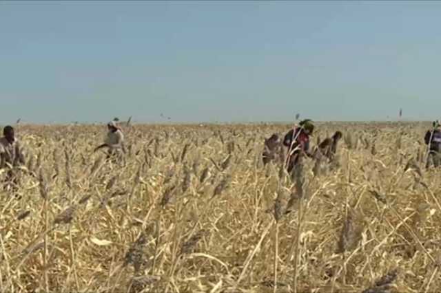 هل يجنّب الموسم الزراعي الجديد السودان الجوع والعجز الاقتصادي؟