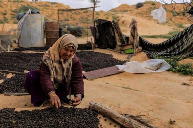 زيت الزيتون في تونس.. شريان مالي وسط تحديات اقتصادية كبيرة