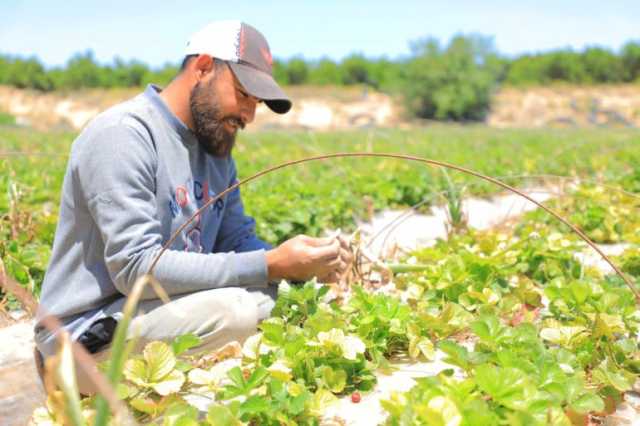 ازرعوا فوق الركام.. مبادرة شاب فلسطيني لإنقاذ شمال قطاع غزة من الجوع