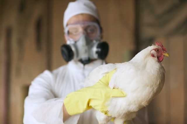 الولايات المتحدة ترصد حالة ثانية من إنفلونزا الطيور بين البشر