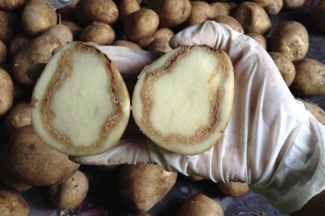 دراسة: للكالسيوم دور مهم في حماية نباتات البطاطس من الذبول البكتيري
