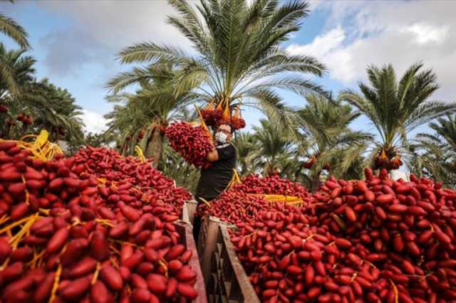 دير البلح.. مركز المحافظة الوسطى في قطاع غزة