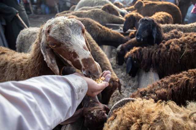 في زمن الغلاء.. المصريون يلجؤون للمؤسسات الخيرة لتقديم الأضاحي خارج البلاد