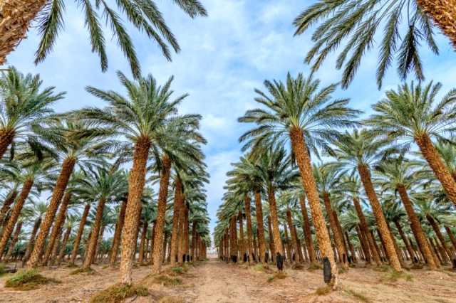 مواويل وأشعار وقصص.. النخيل في المأثور الشعبي