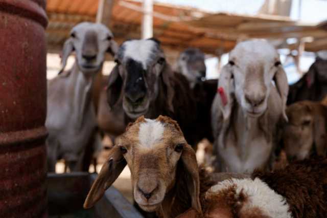 من إندونيسيا إلى نيجيريا وأوزبكستان.. هذا ما يميز احتفالات عيد الأضحى في الدول الإسلامية