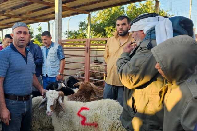 الأضاحي بالضفة الغربية المحتلة.. أسعار باهظة وجيوب فارغة