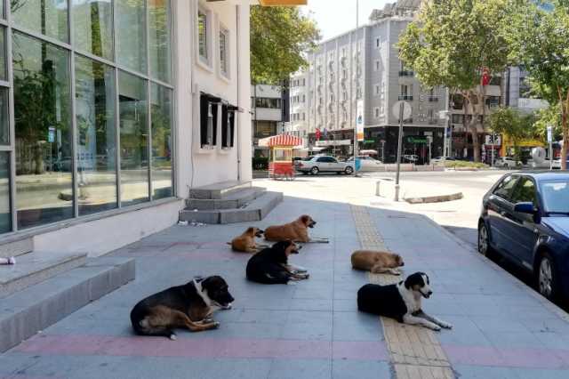 مشروع قانون لجمع ملايين الكلاب الضالة من شوارع تركيا