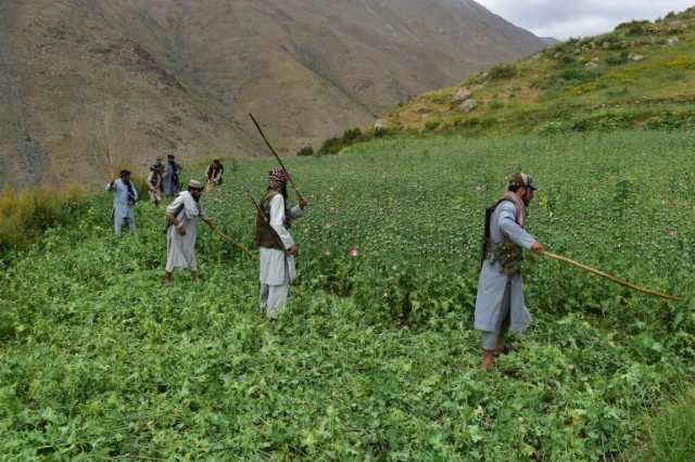 مجموعة الأزمات: كيف نجحت طالبان في خفض 95% من زراعة المخدرات؟