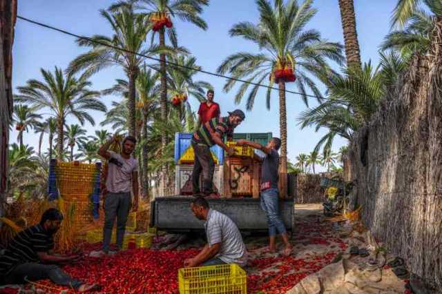 منظمة إغاثة: خطر الإبادة الجماعية يتزايد في غزة والاحتلال دمر الإنتاج الزراعي