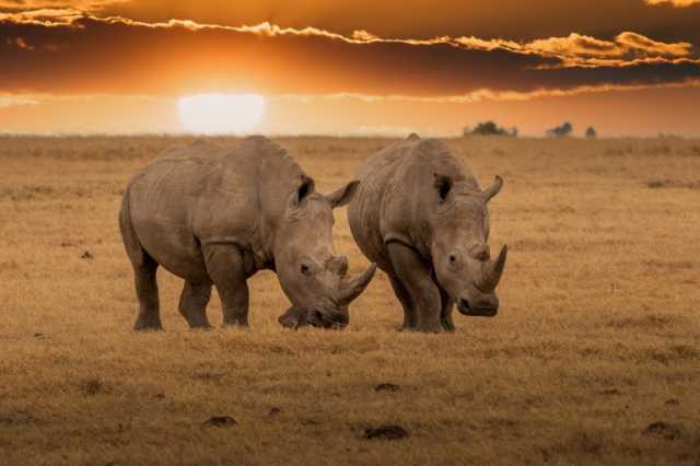 التلقيح الاصطناعي.. هل ينقذ وحيد القرن الأبيض من الانقراض؟