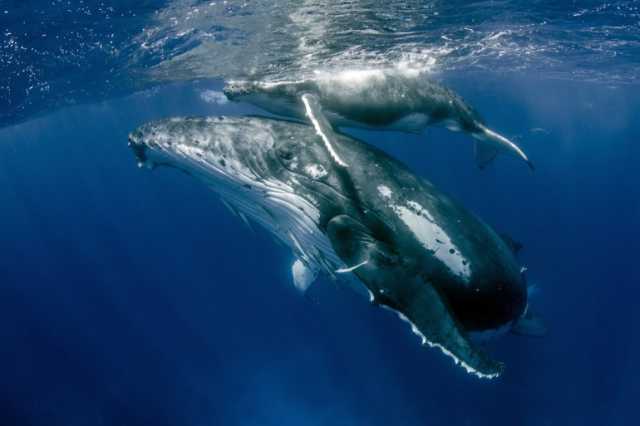 انقطاع الطمث يجعل إناث الحيتان أطول عمرا