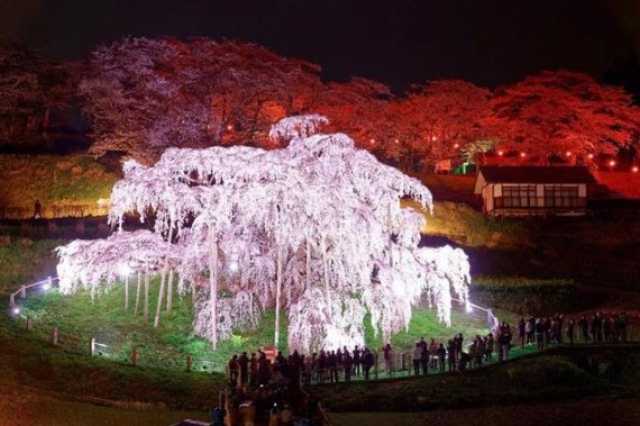 أزهار الـساكورا.. قصة عشق يابانية تجتذب السياح
