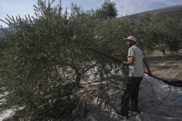 موسم حصاد الزيتون جنوب لبنان تحت أزيز الطائرات الإسرائيلية