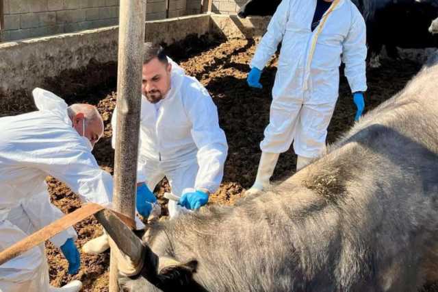 العراق يعلن الاقتراب من القضاء على الحمى القلاعية