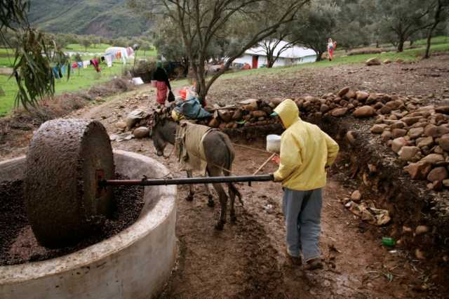 الجفاف وتقلبات المناخ يضغطان على قطاع الزراعة بالمغرب