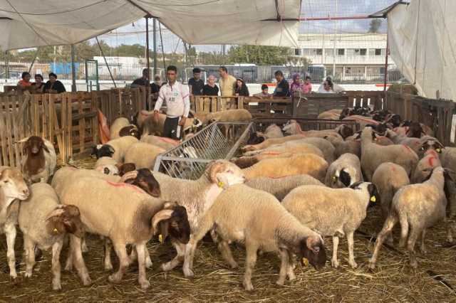 تعليق ذبح الأضاحي في المغرب.. ما التداعيات الاقتصادية؟