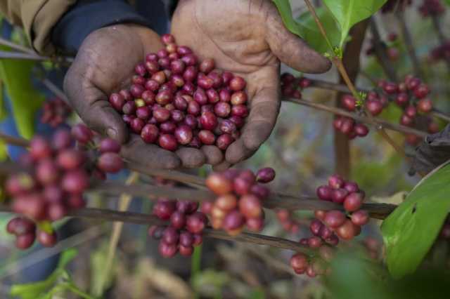 تغير المناخ يهدد إنتاج القهوة.. هل يقدم جنوب السودان حلا؟