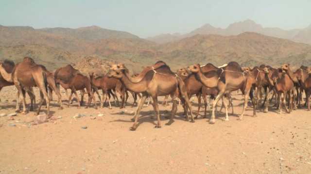 سُراقة وسِوارا كسرى وأم معبد وشاتُها.. كيف رسم الشعراء تفاصيلها المهيبة؟