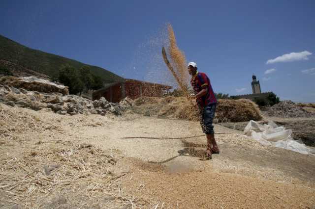 المغرب يسعى لاستيراد 2.5 مليون طن من القمح